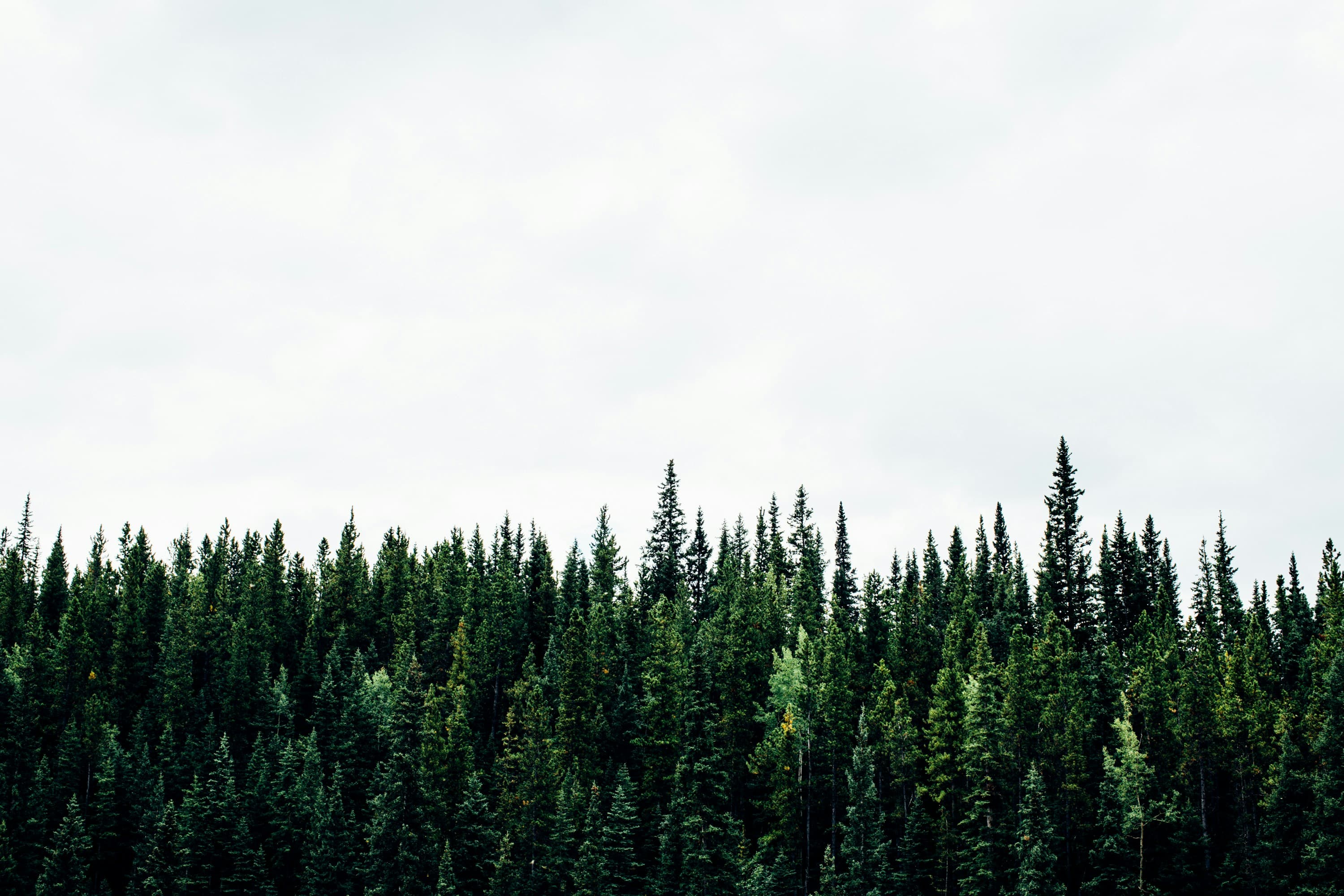 A photo of a forest overlooking the bright white sky in the background